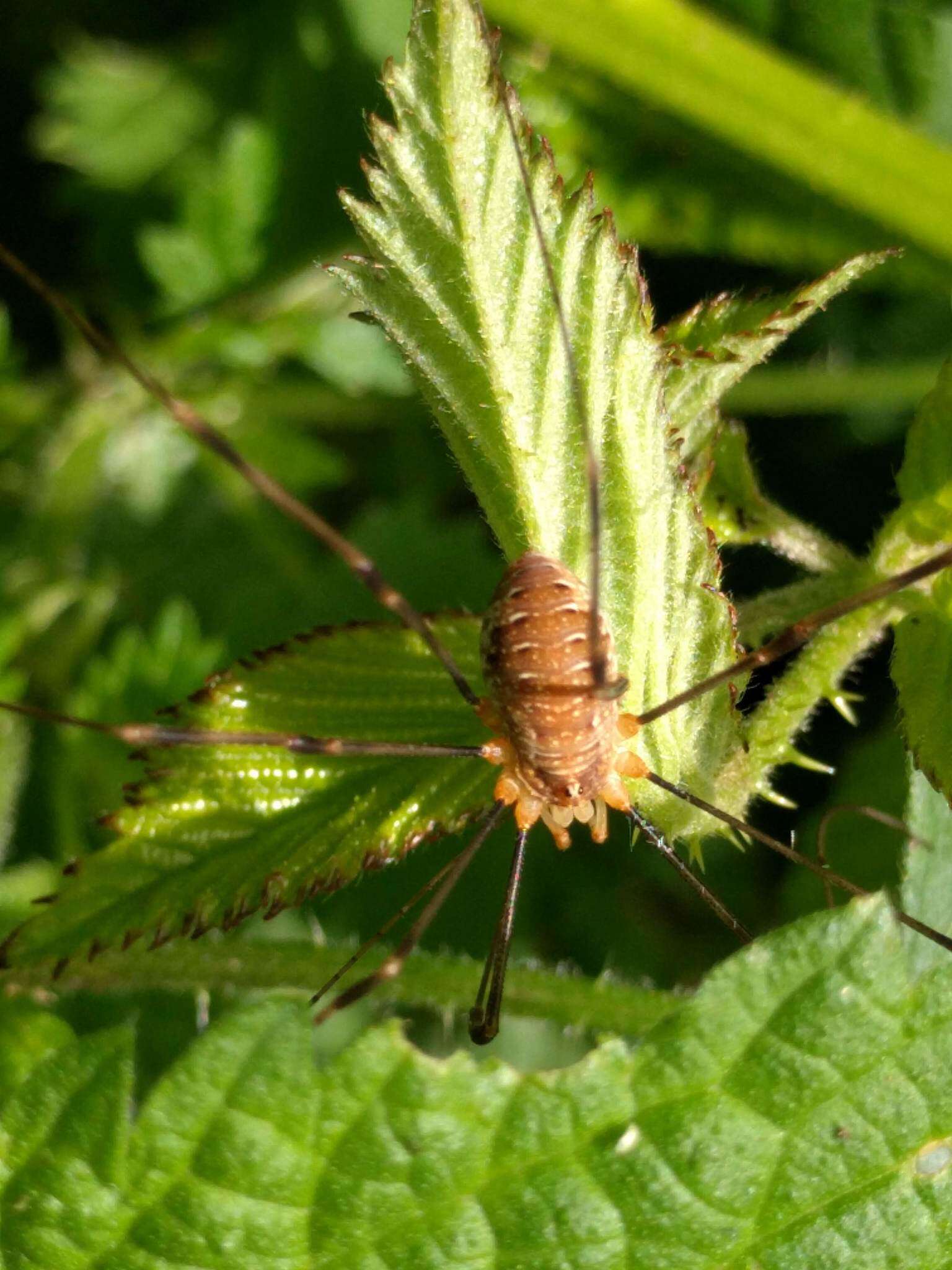 Image of Opilio canestrinii