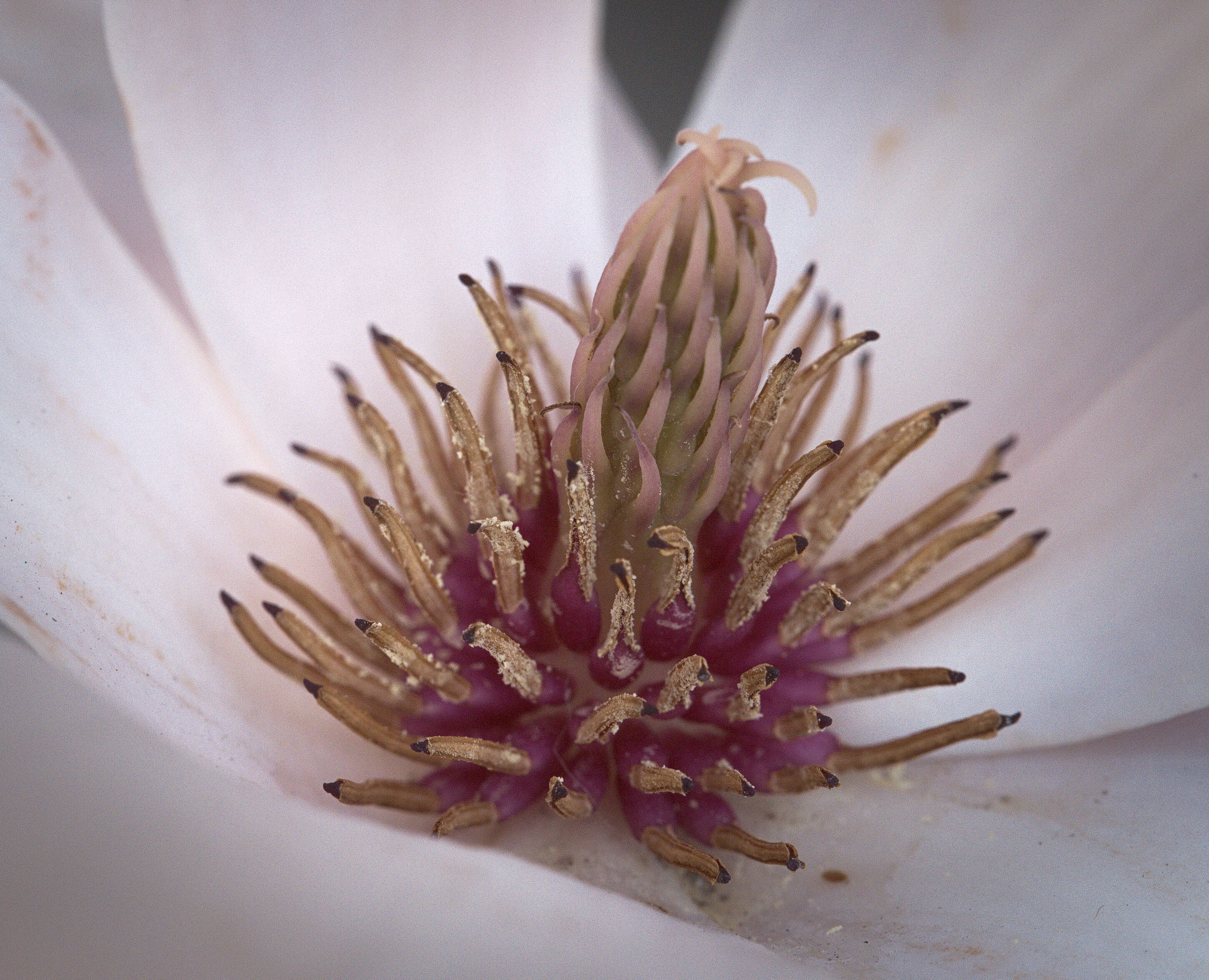 Image of Saucer magnolia