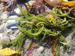 Image of Caulerpa brownii