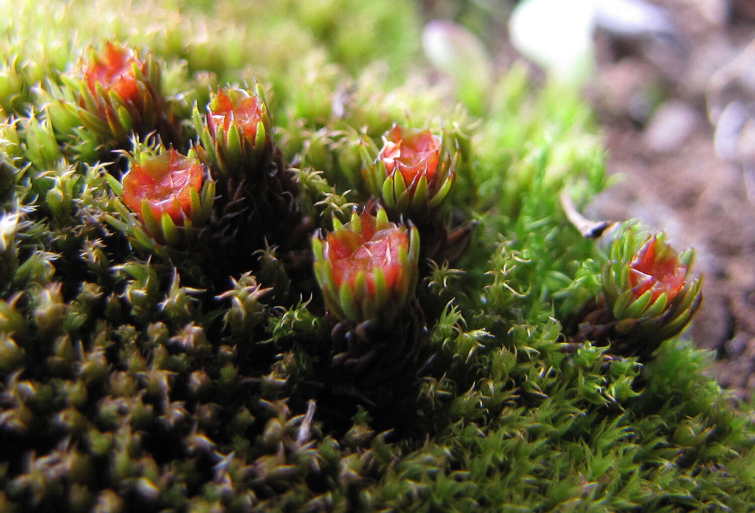 Image of Polytrichum moss