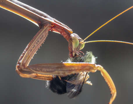 Image of Chinese mantis