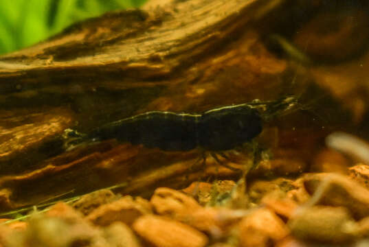 Image of Neocaridina heteropoda