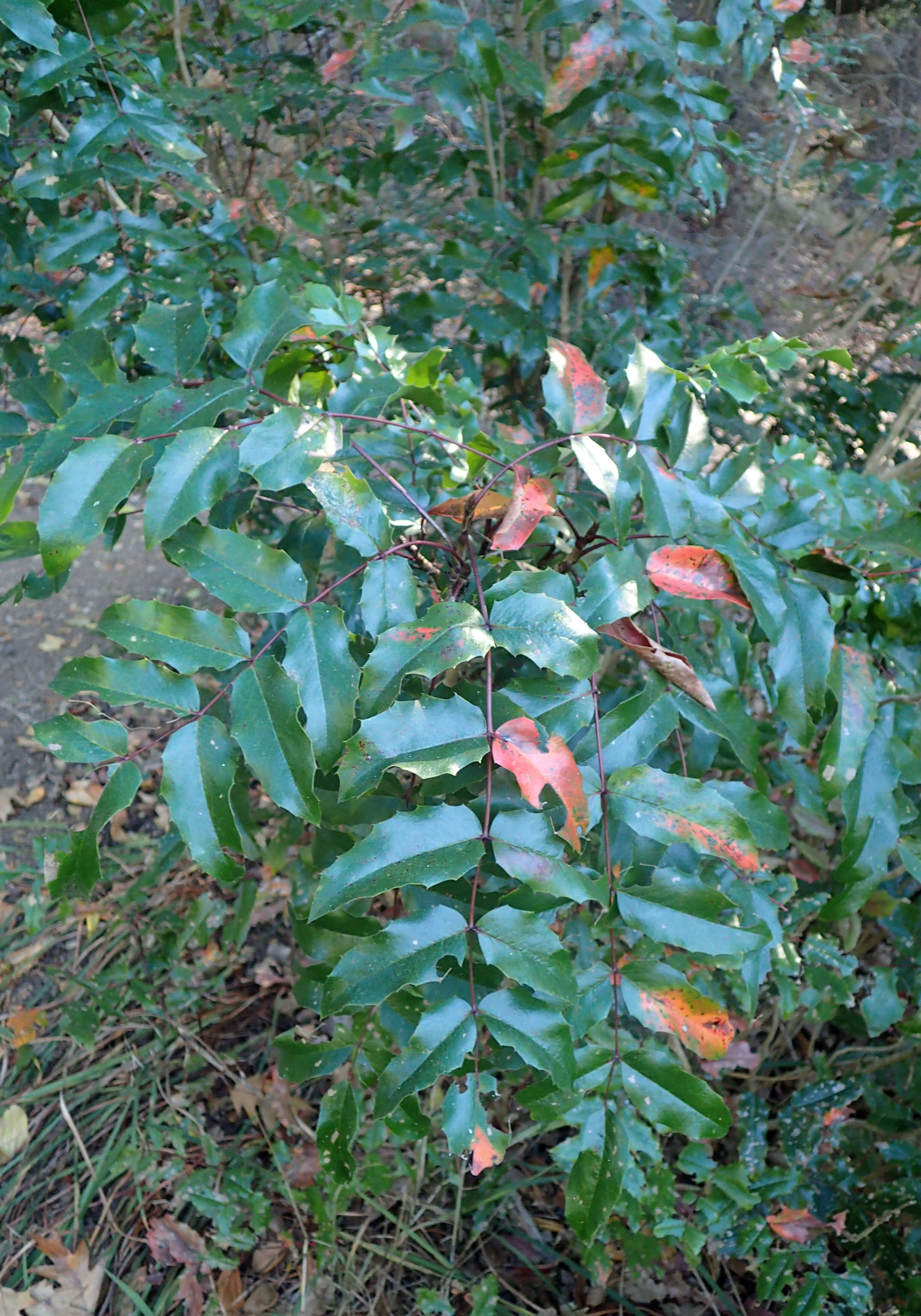 Image of wavyleaf barberry