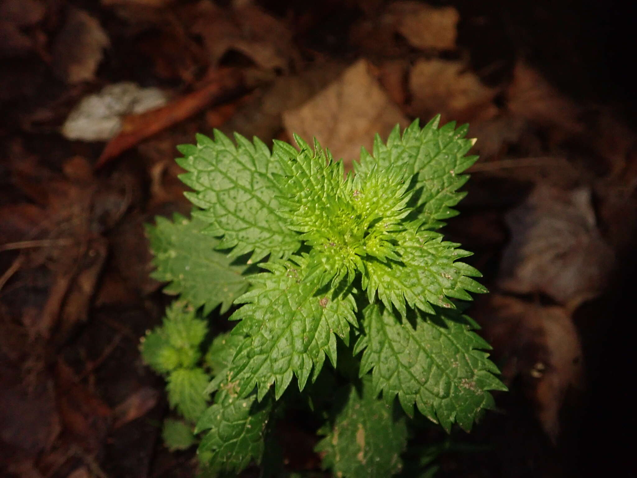 Image de petite ortie, ortie brûlante