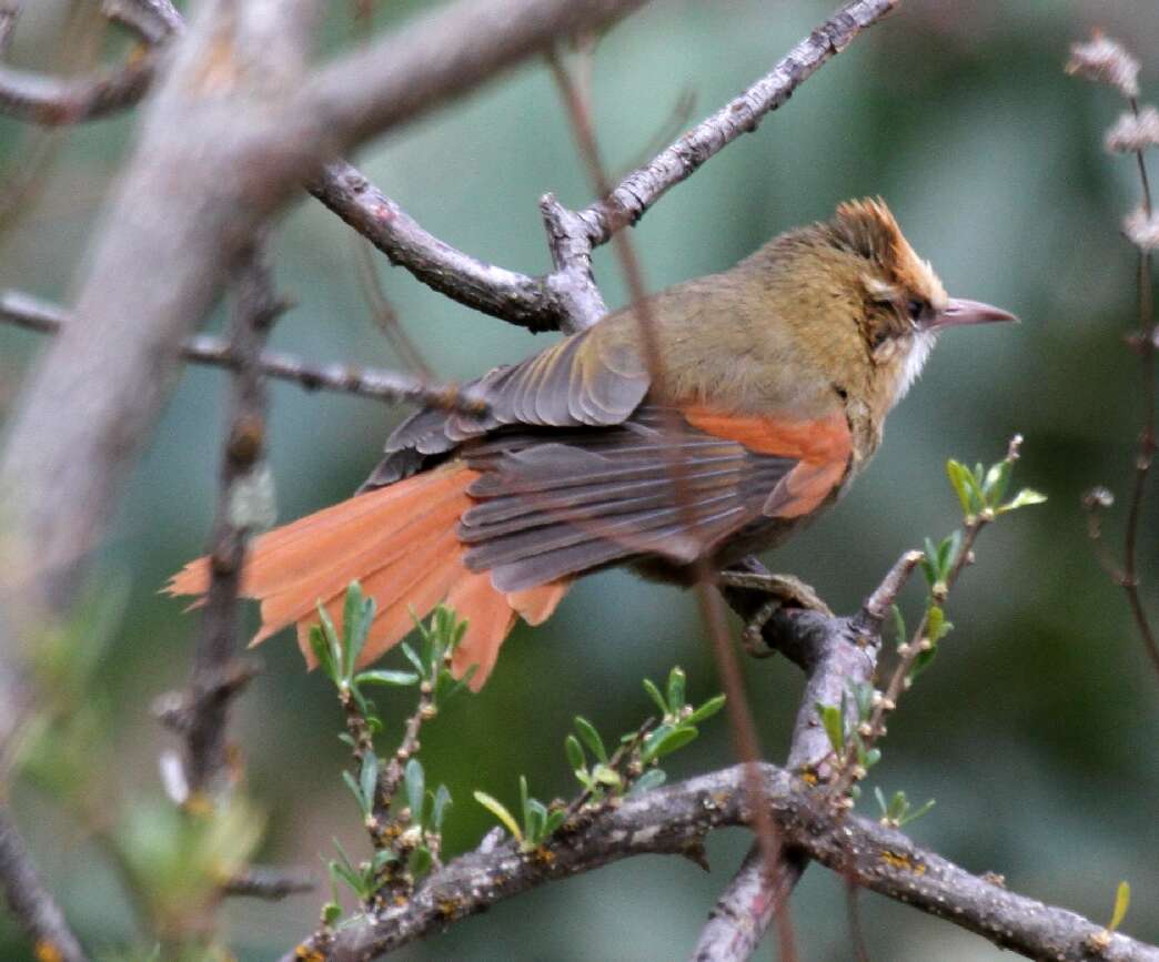 Image of Creamy-crested Spinetail