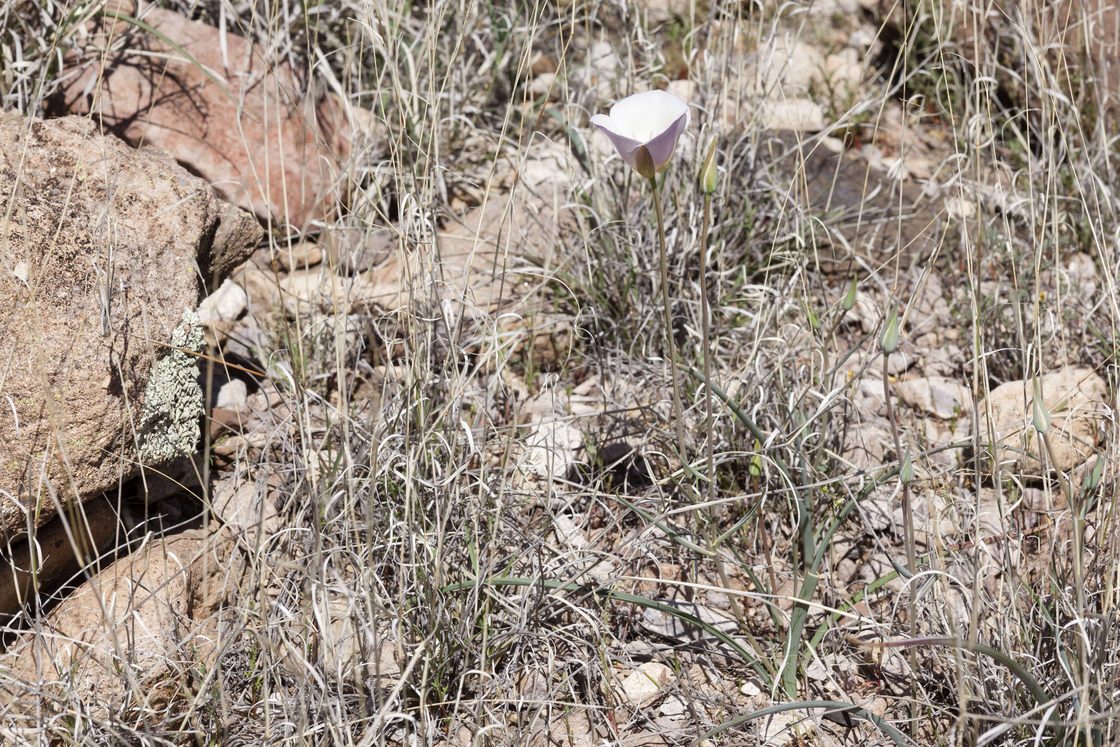 Слика од Calochortus flexuosus S. Watson