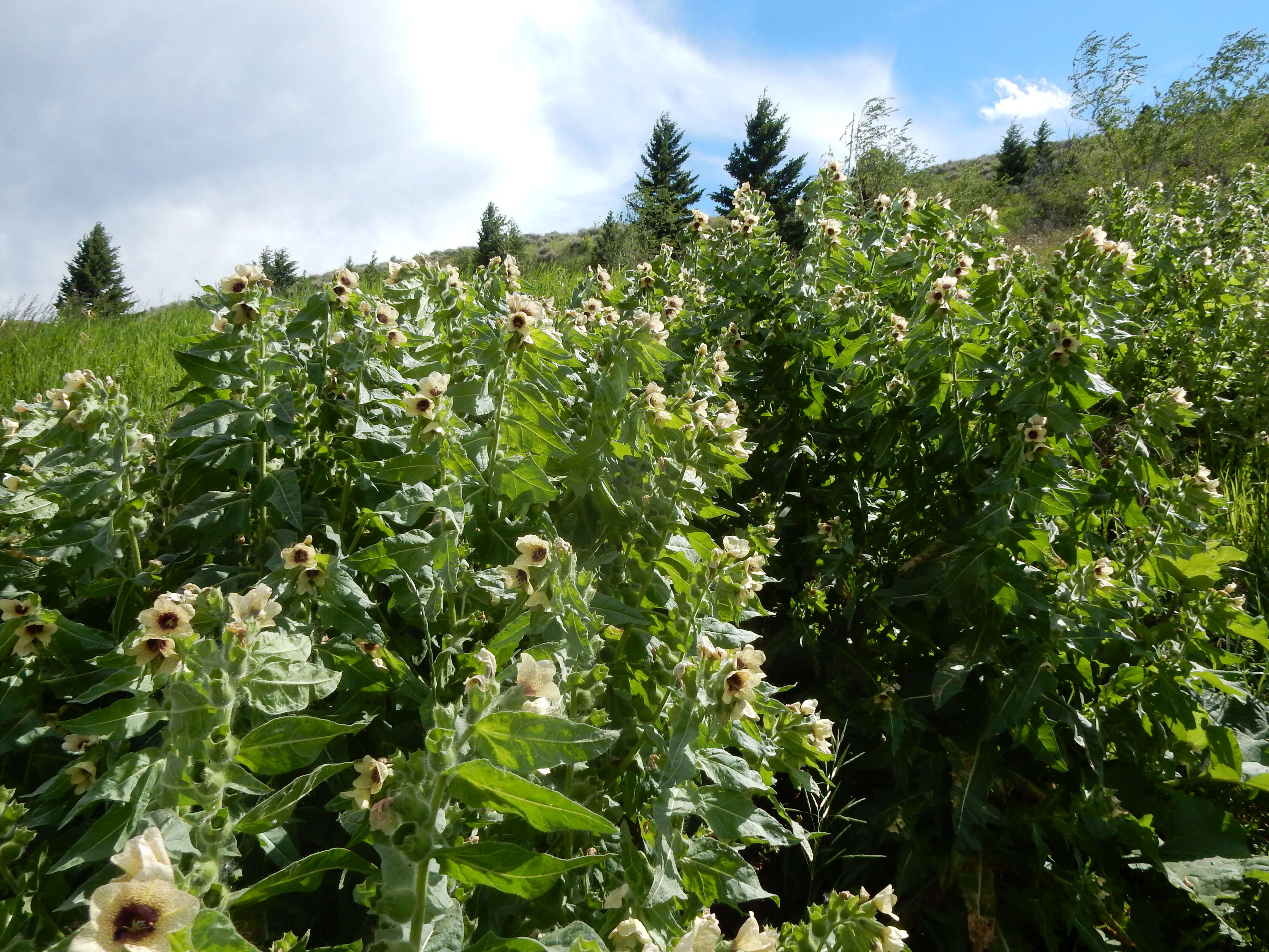 Image of black henbane