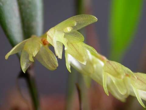 Imagem de Acianthera hygrophila (Barb. Rodr.) Pridgeon & M. W. Chase