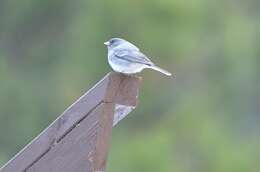 Image of White-winged Junco