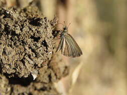 Aeromachus pygmaeus Fabricius 1775 resmi