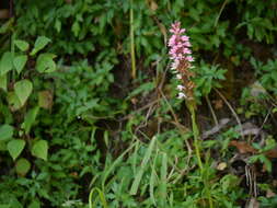 Image of Satyrium nepalense D. Don