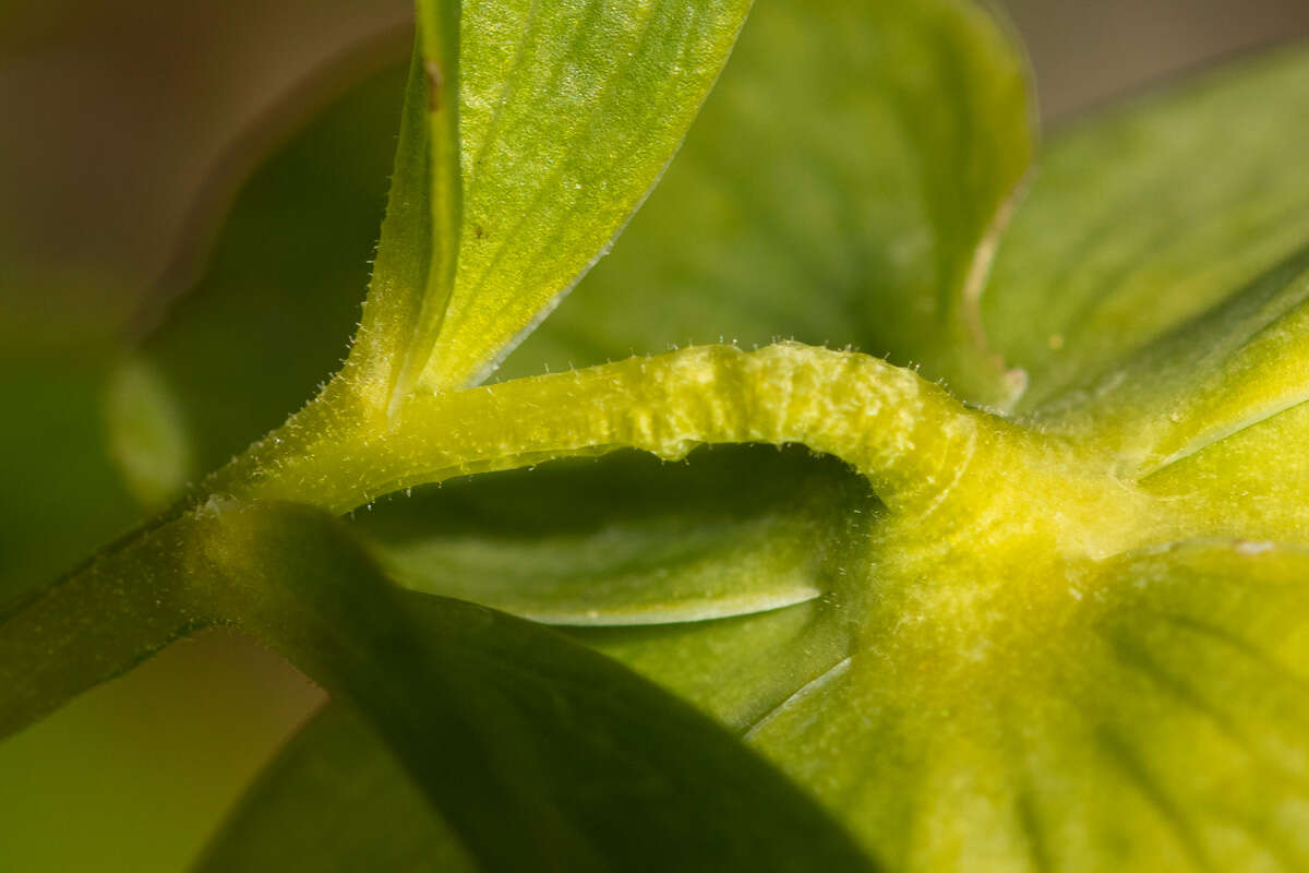 Image of Green Hellebore