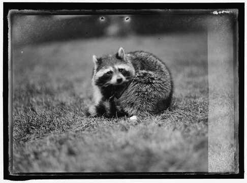 Image of raccoons