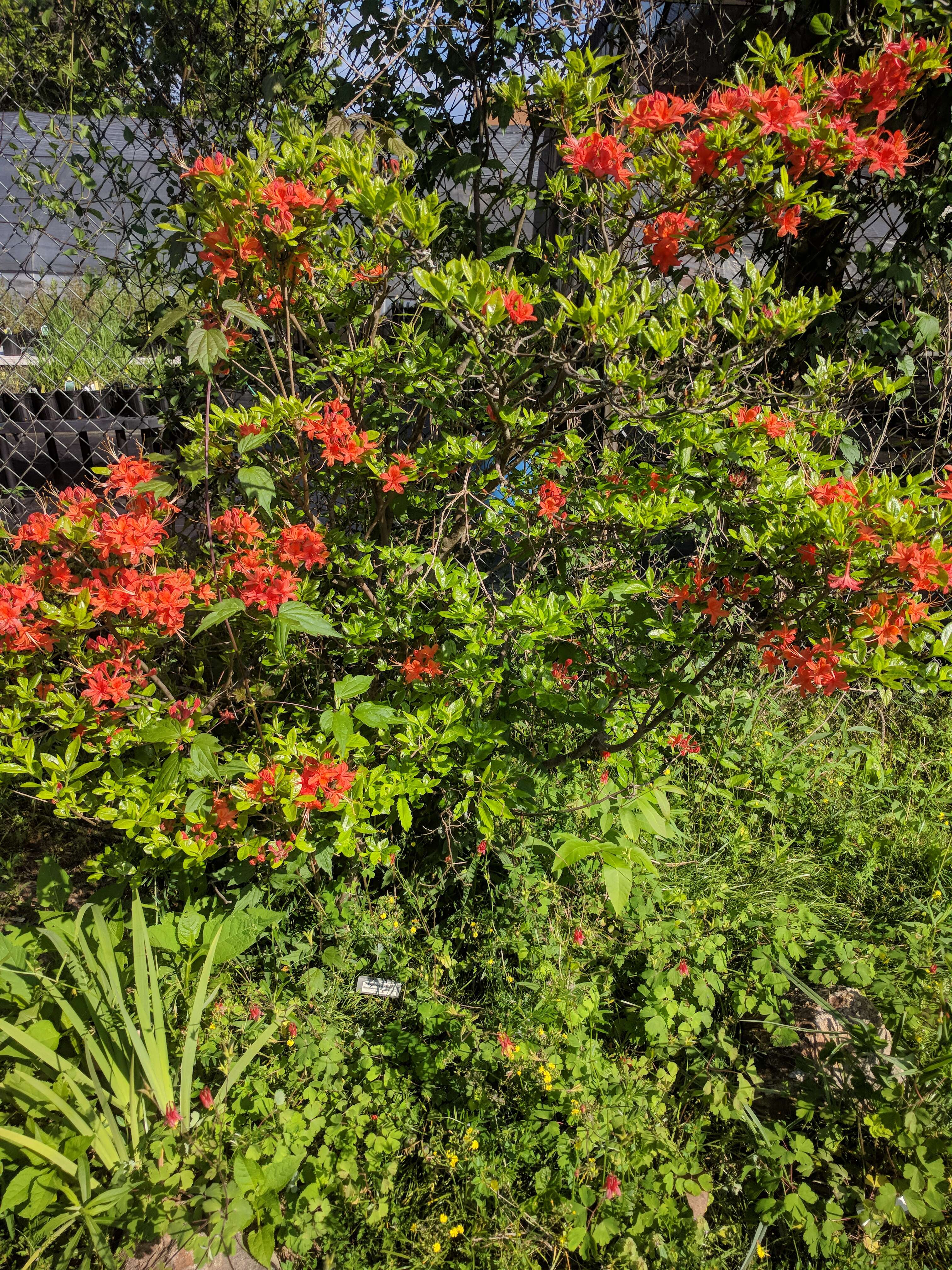 Imagem de Rhododendron flammeum (Michx.) Sarg.