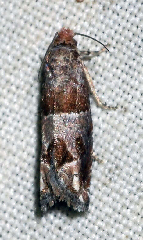 Image of Constricted Sonia Moth