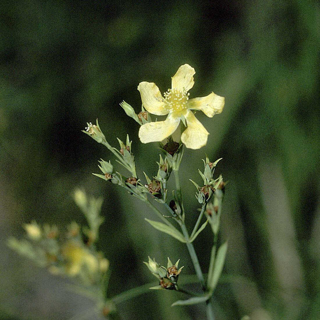 Image of coppery St. Johnswort