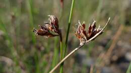 Image of Schoenus ericetorum R. Br.