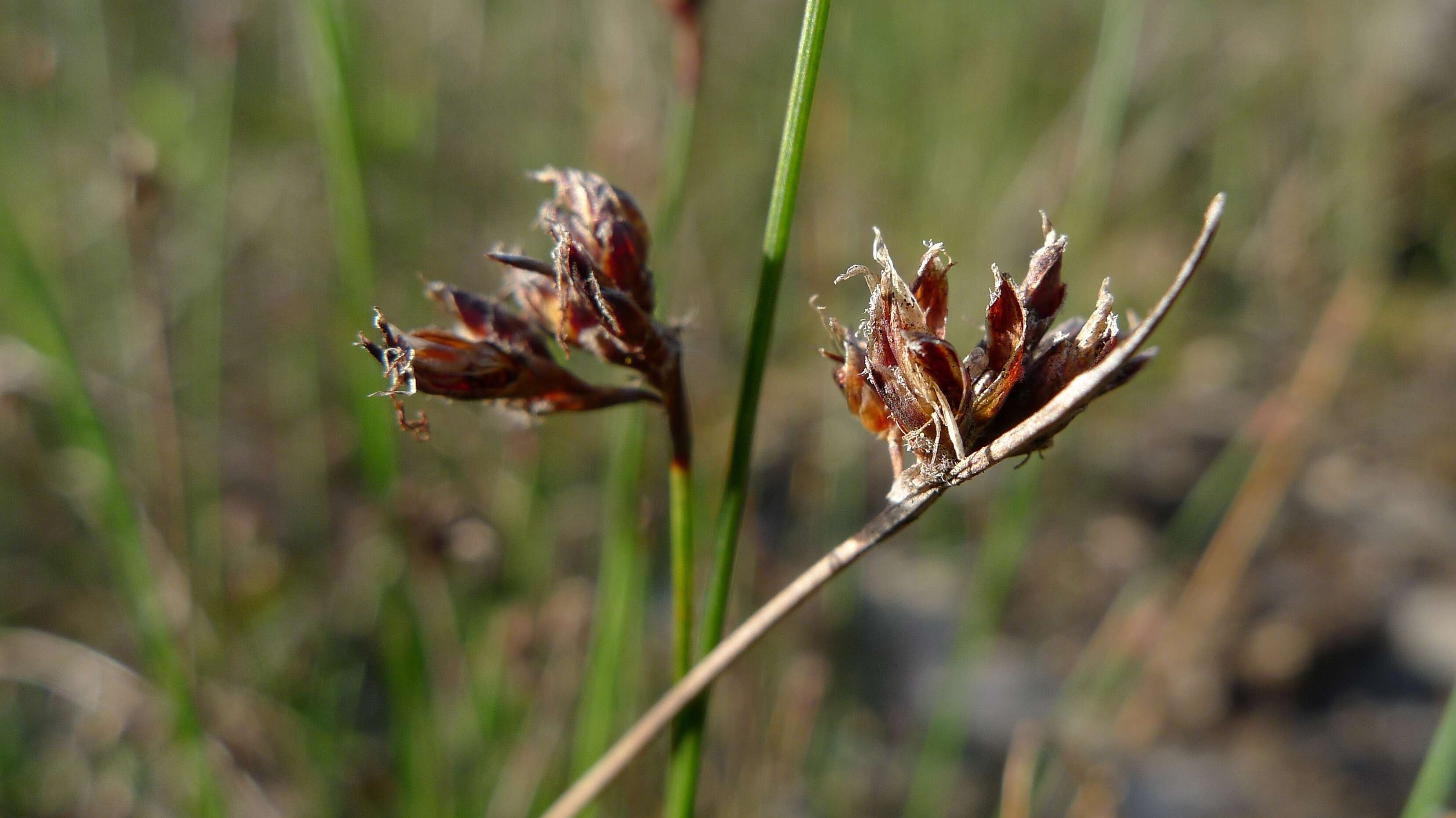 Imagem de Schoenus ericetorum R. Br.