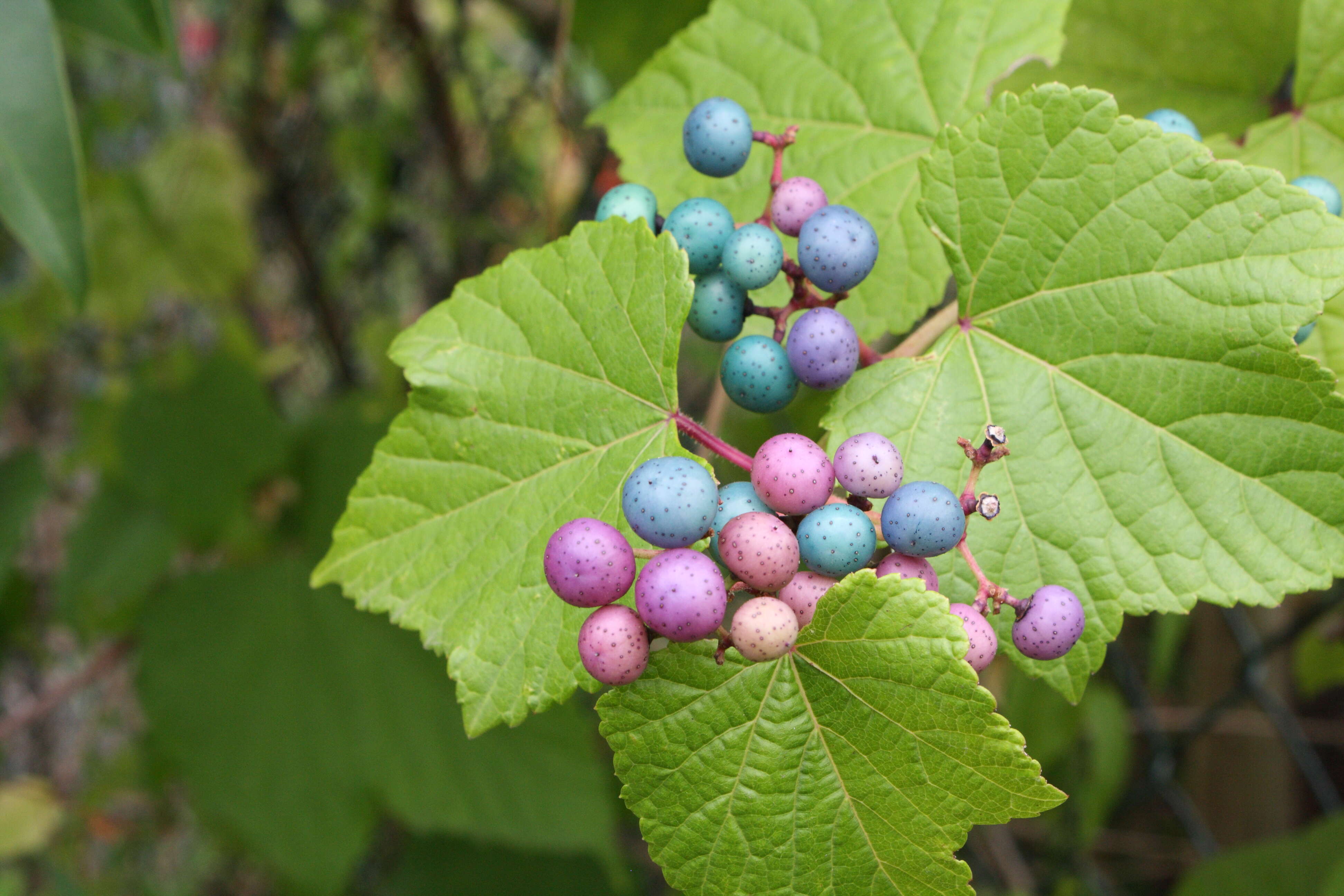 Image of Amur peppervine