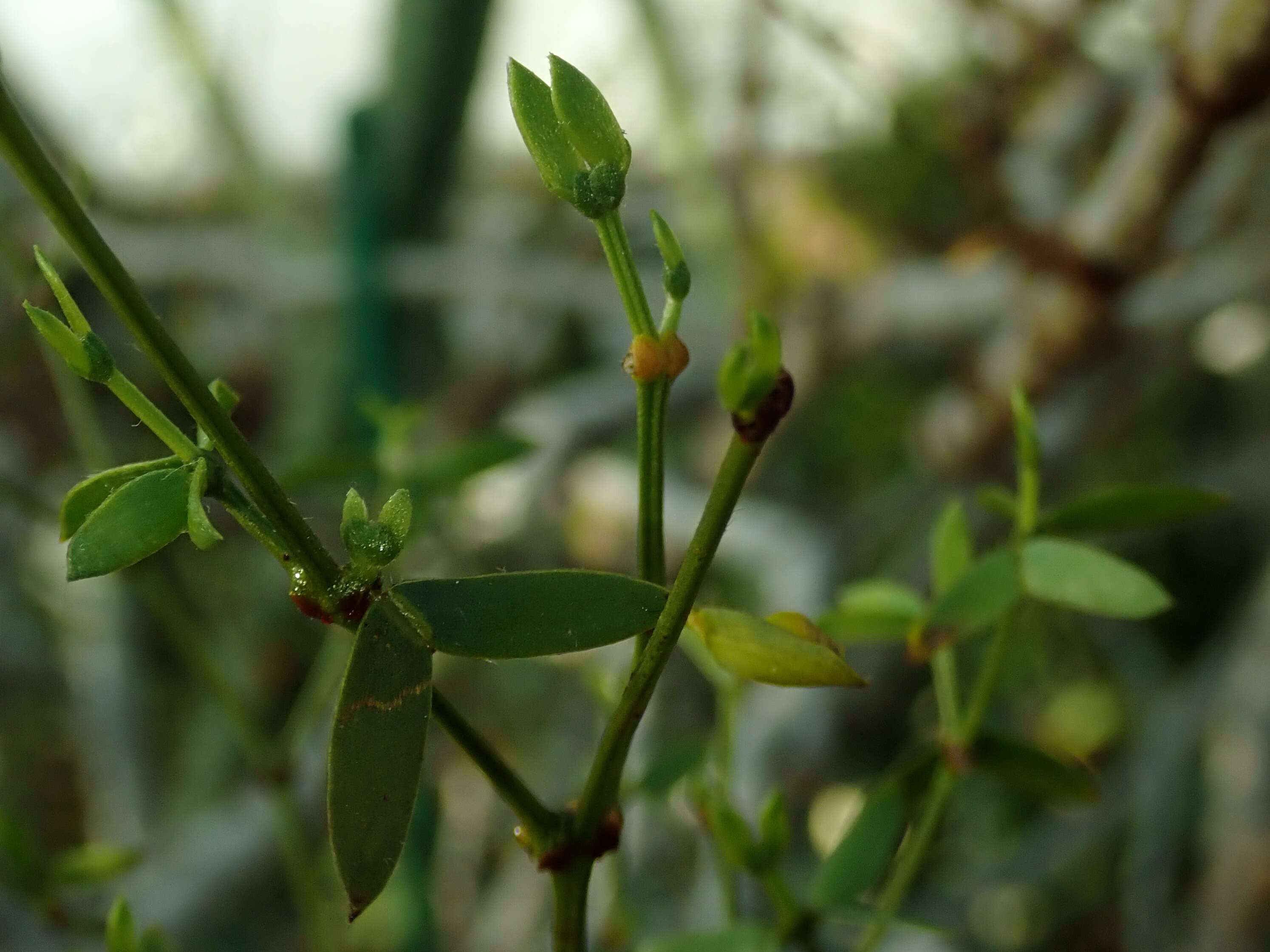 Image de Larrea divaricata Cav.