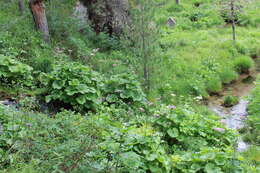 Image of Hedge-leaved Adenostyle