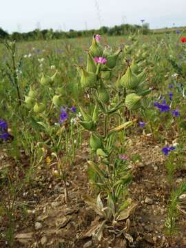 Image of weed silene