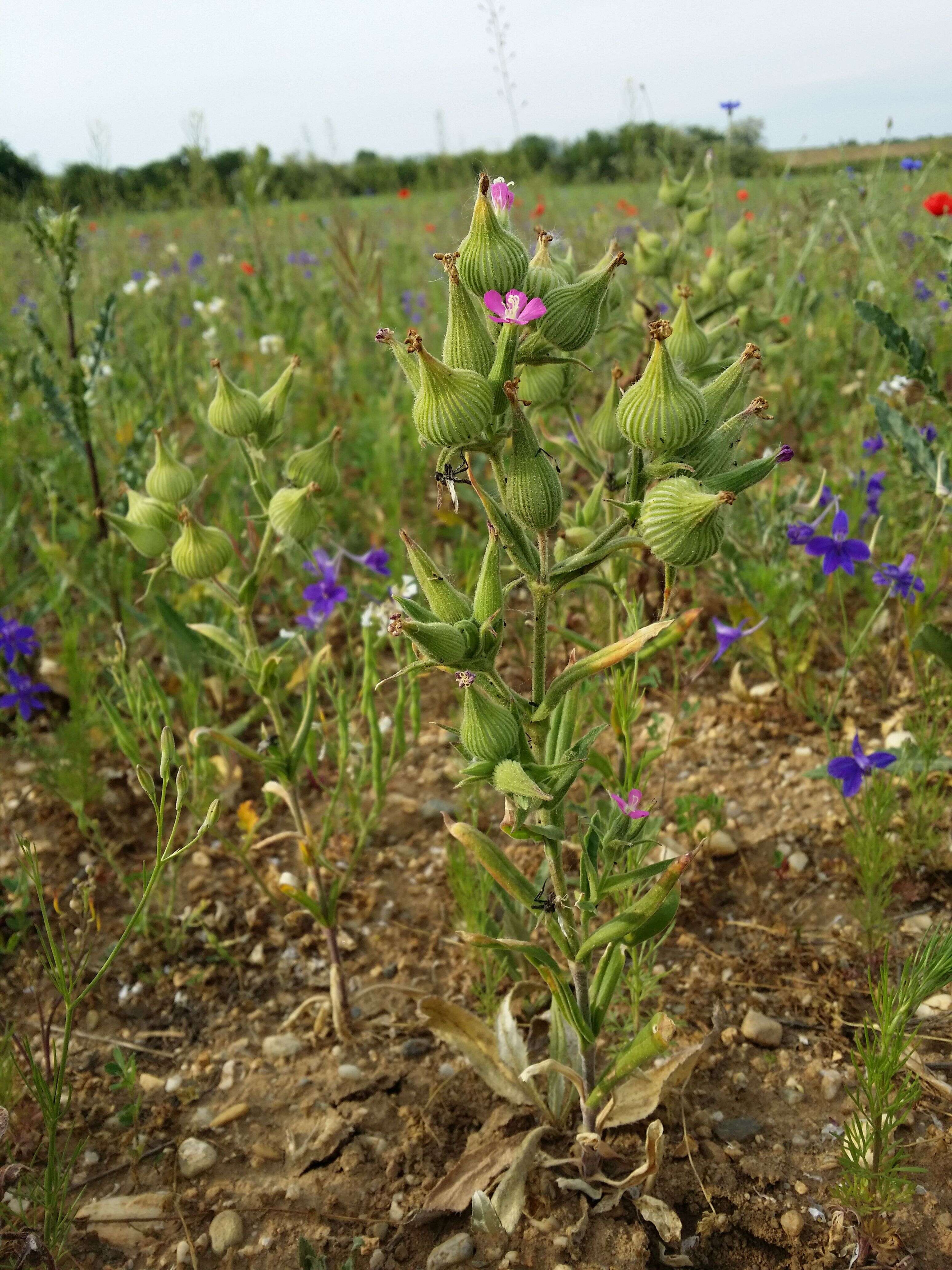 Image de Silene conoidea L.