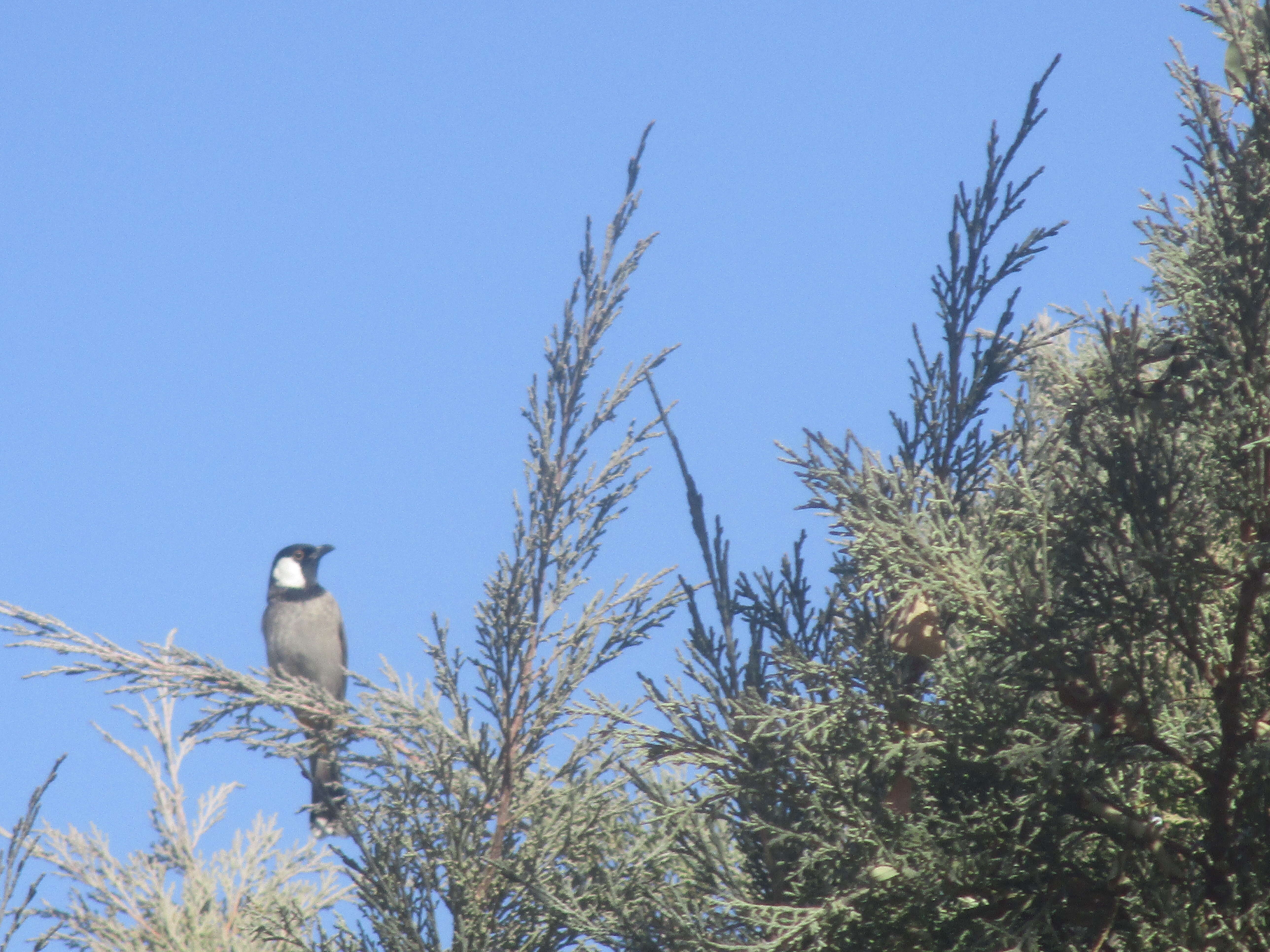 Image of White-eared Bulbul