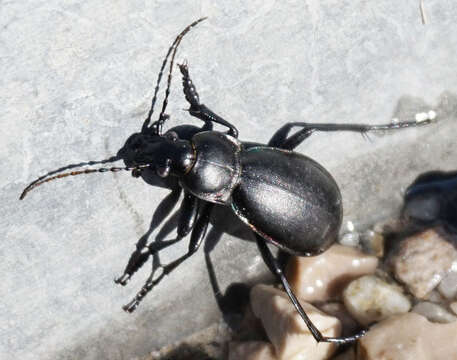 Image of Violet Ground Beetle