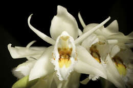 Image of Coelogyne calcicola Kerr