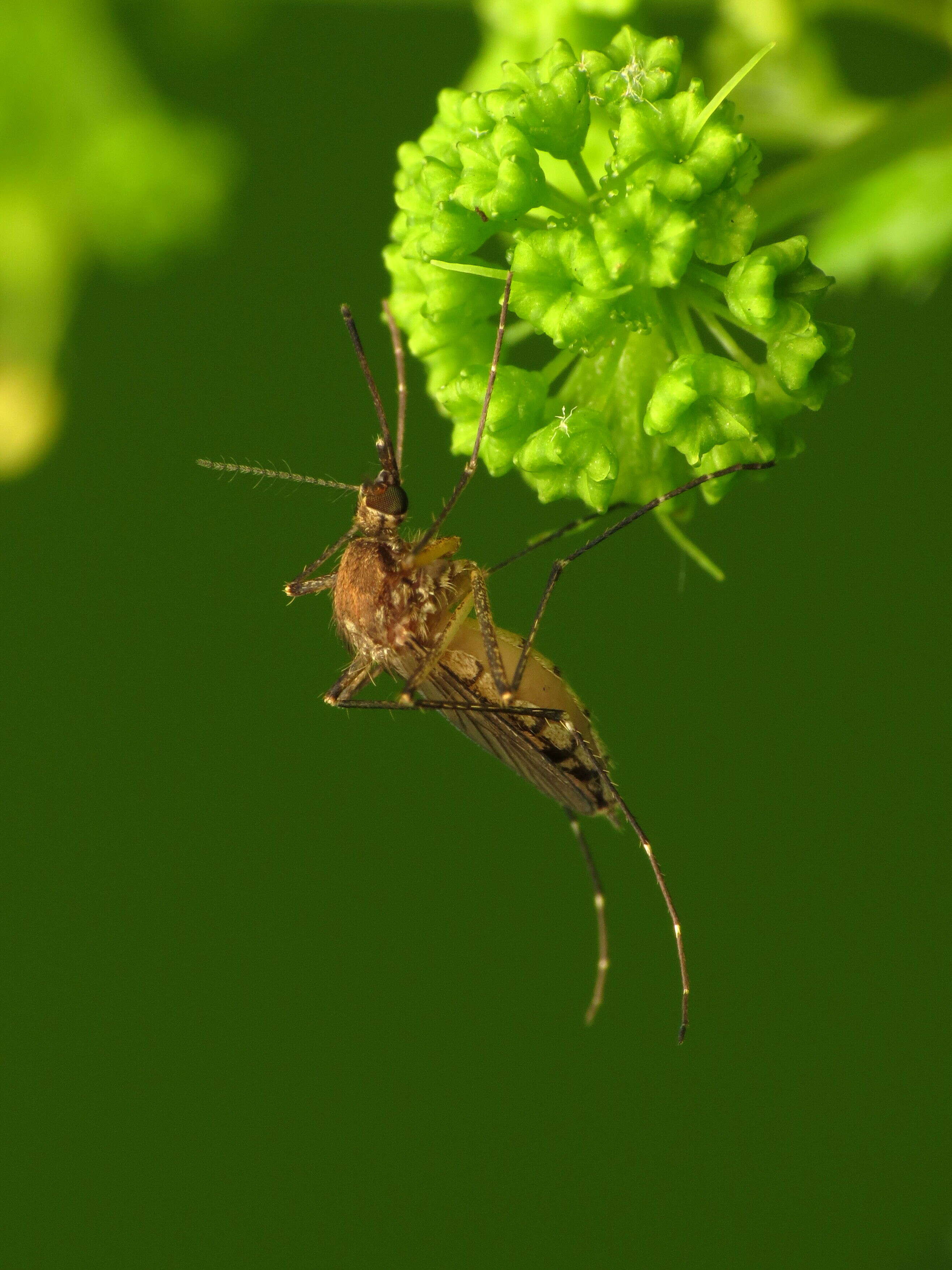 Image of Floodwater Mosquito