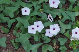 Image of Ipomoea sagittifolia Burm. fil.