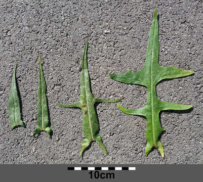 Image of marsh sow-thistle