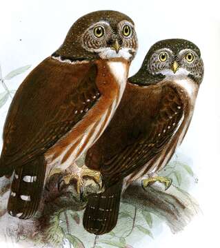 Imagem de Glaucidium griseiceps Sharpe 1875