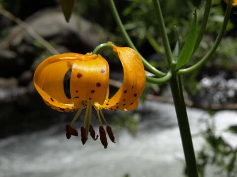 Image of Kelley's lily