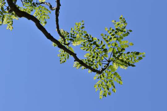 Image of Japanese angelica tree