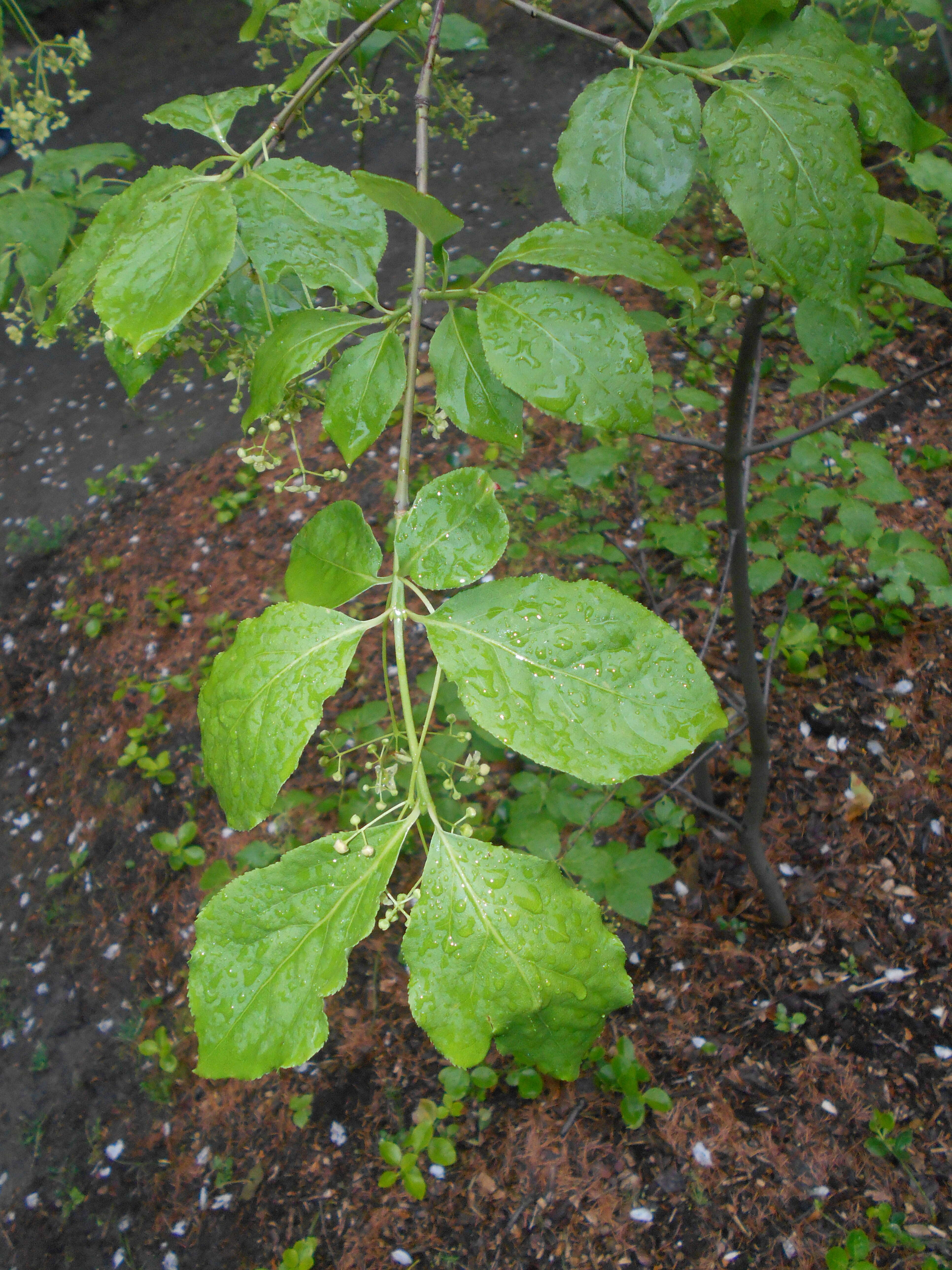 Image of Siberian Spindle