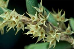 Image of Yellow rope orchid