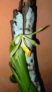 Image of West Indian vanilla