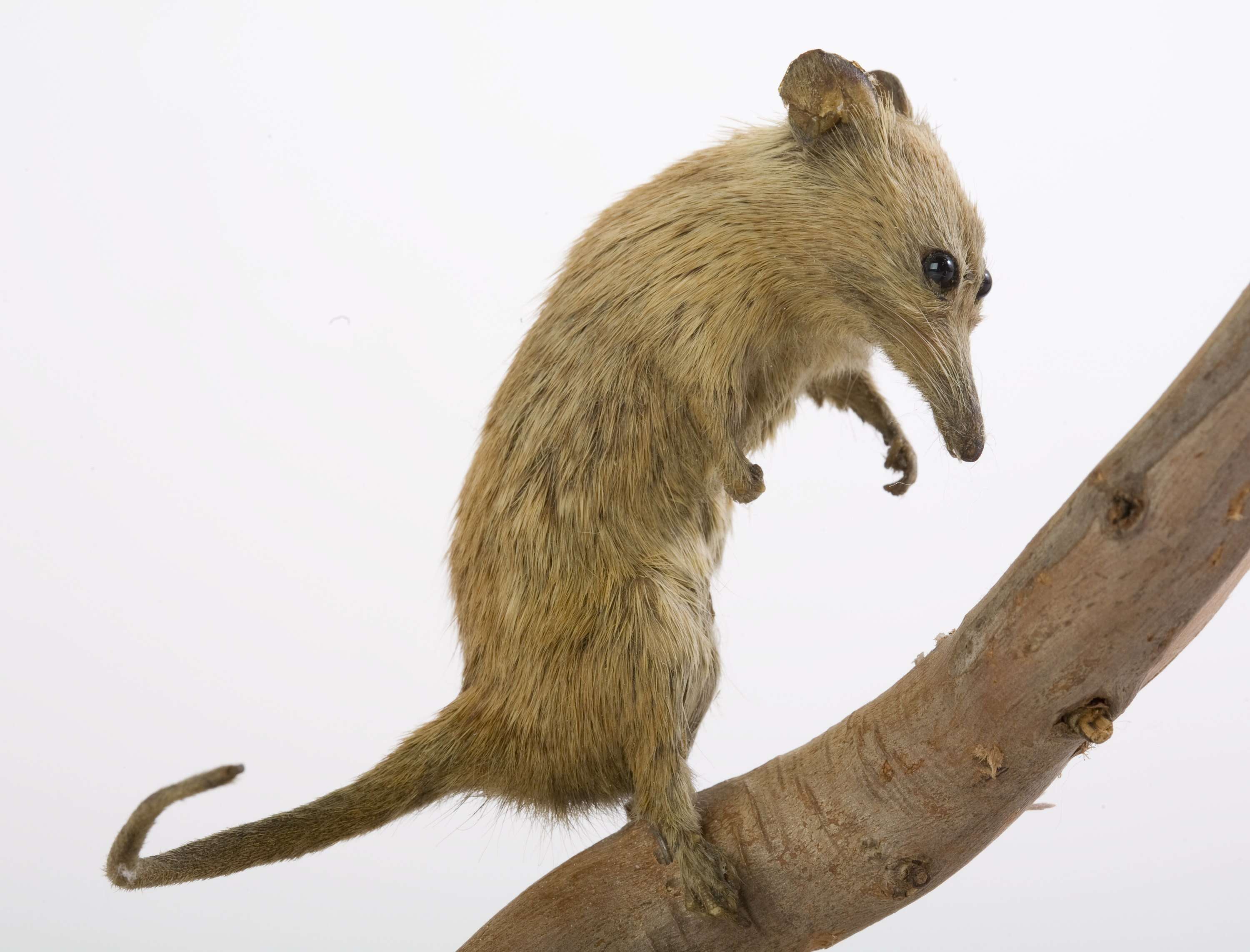 Image of honey possums