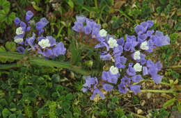 Imagem de Limonium sinuatum (L.) Miller