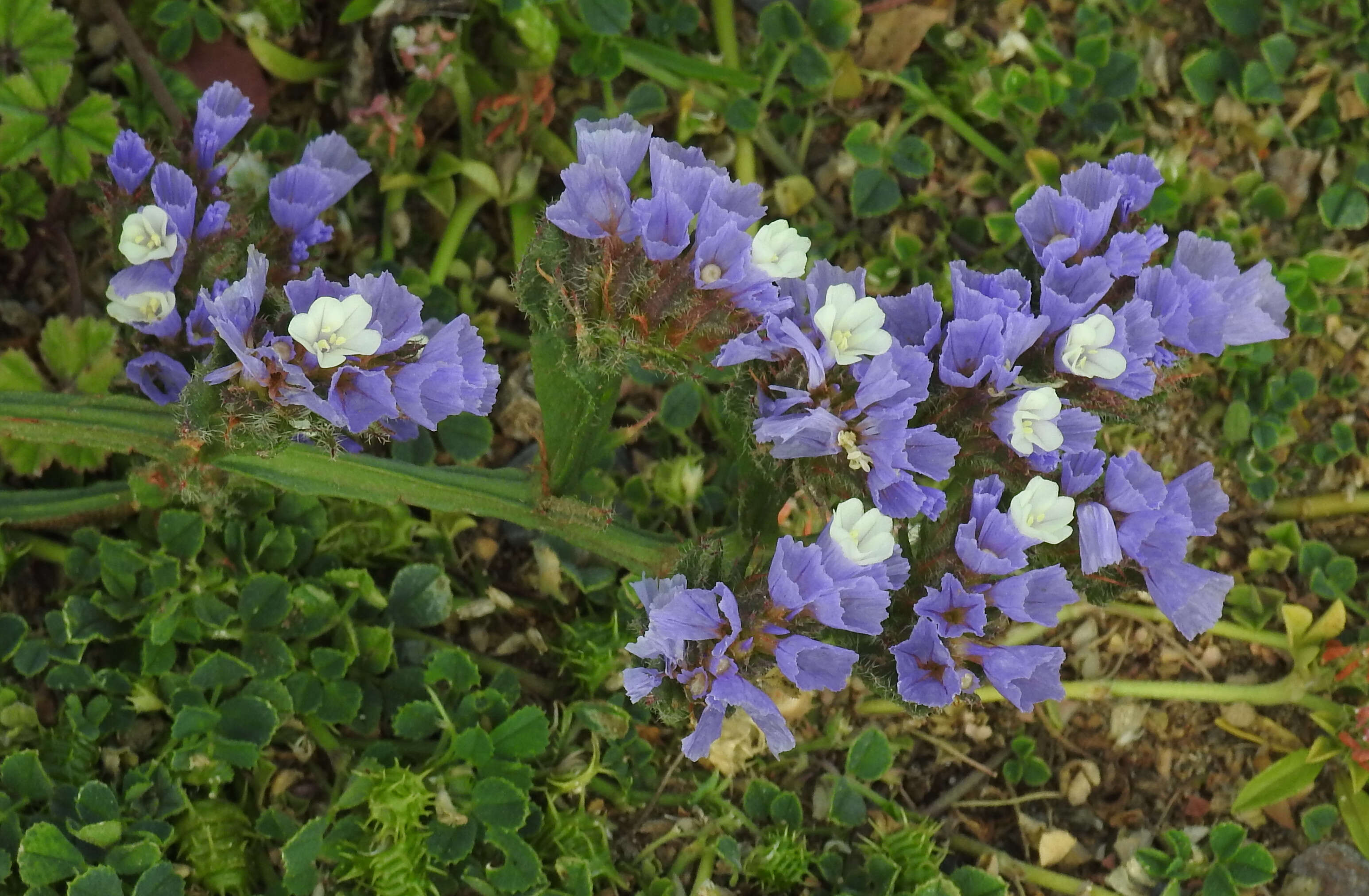 Imagem de Limonium sinuatum (L.) Miller