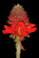 Слика од Erythrina latissima E. Mey.