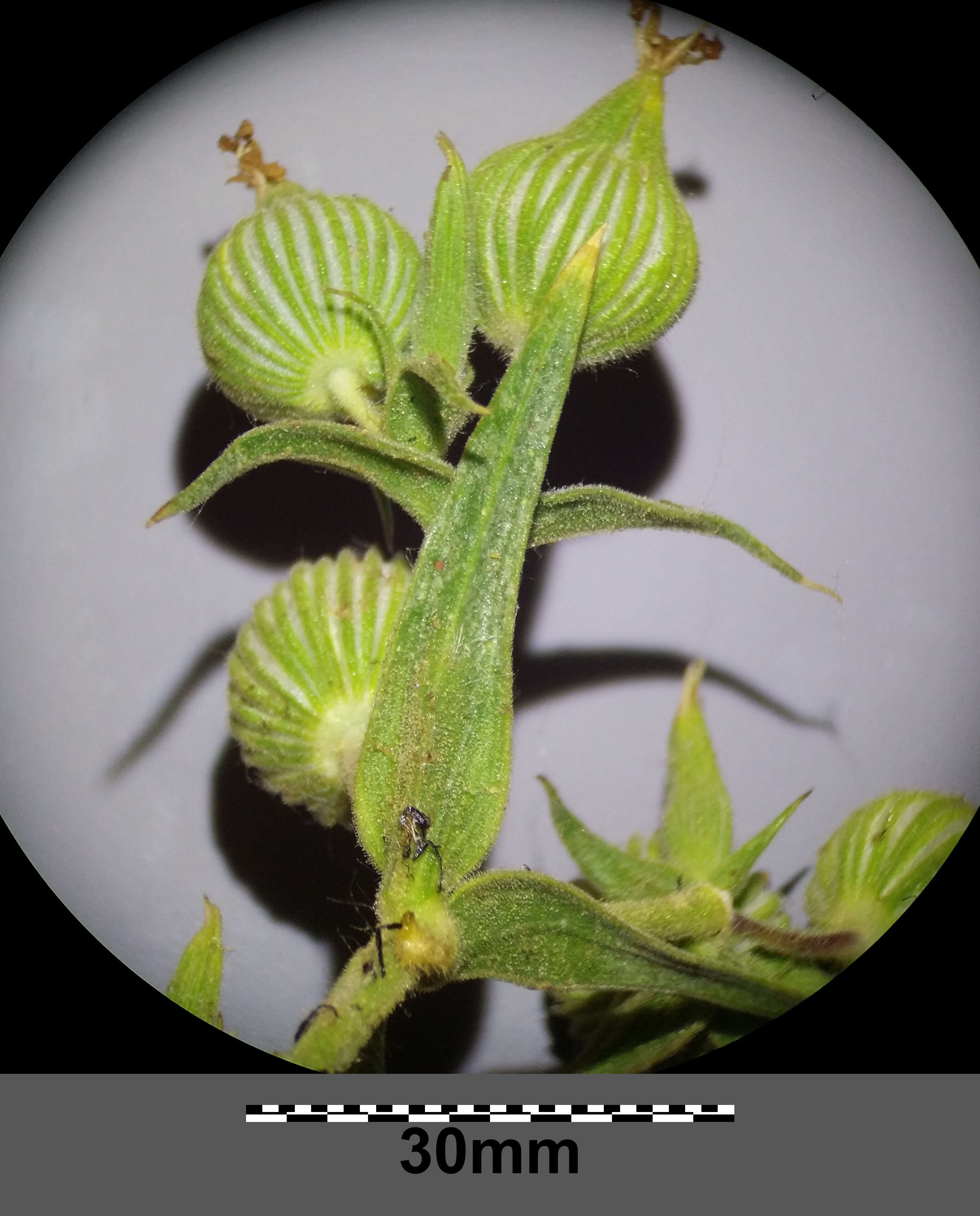 Image de Silene conoidea L.