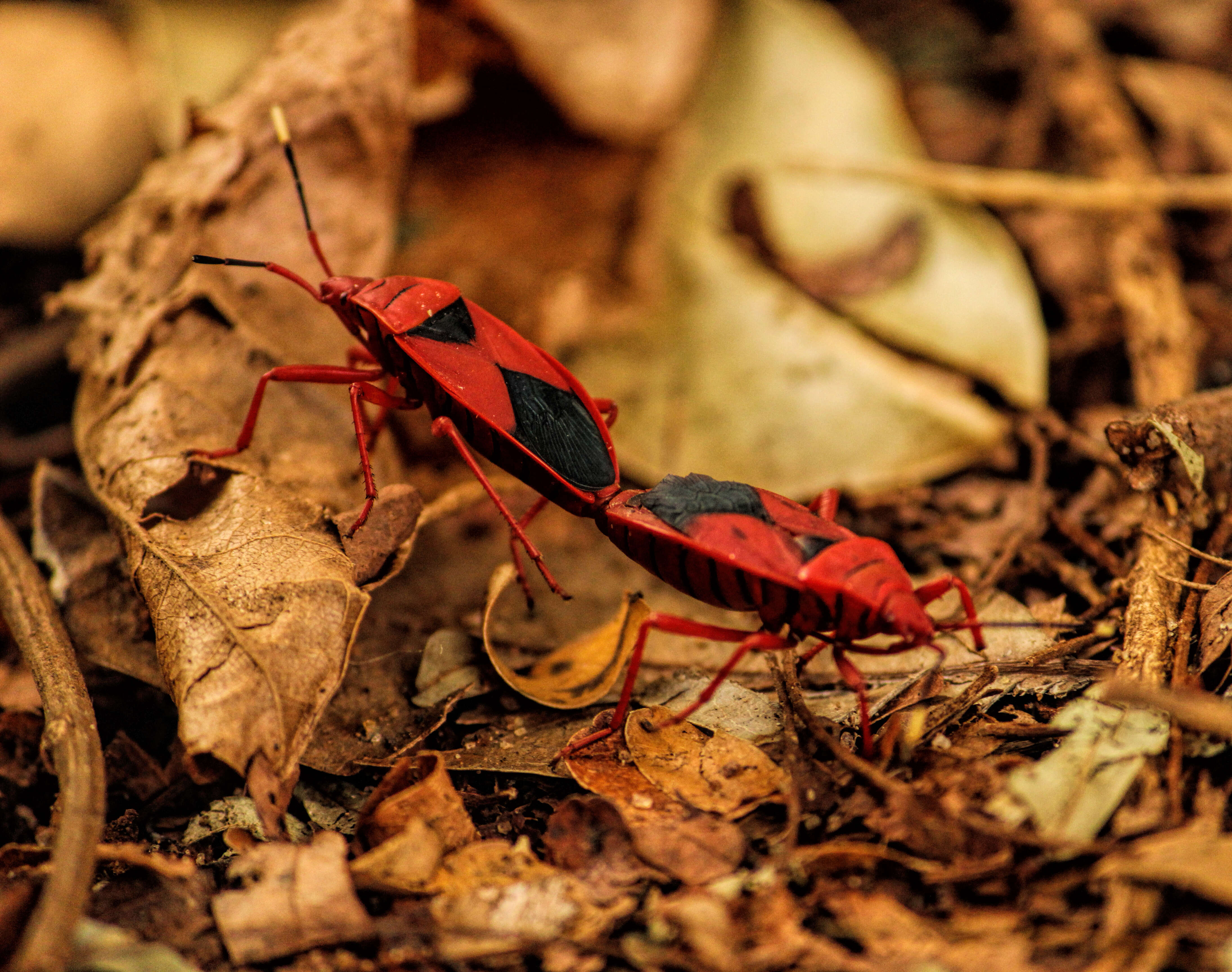 Image of Probergrothius Sexpunctatus