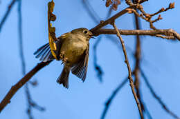 Image of goldcrests and kinglets