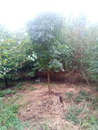 Image of Manna Ash