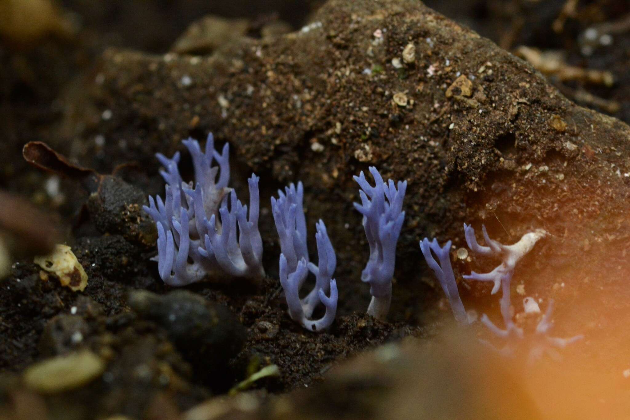 Ramariopsis pulchella (Boud.) Corner 1950 resmi