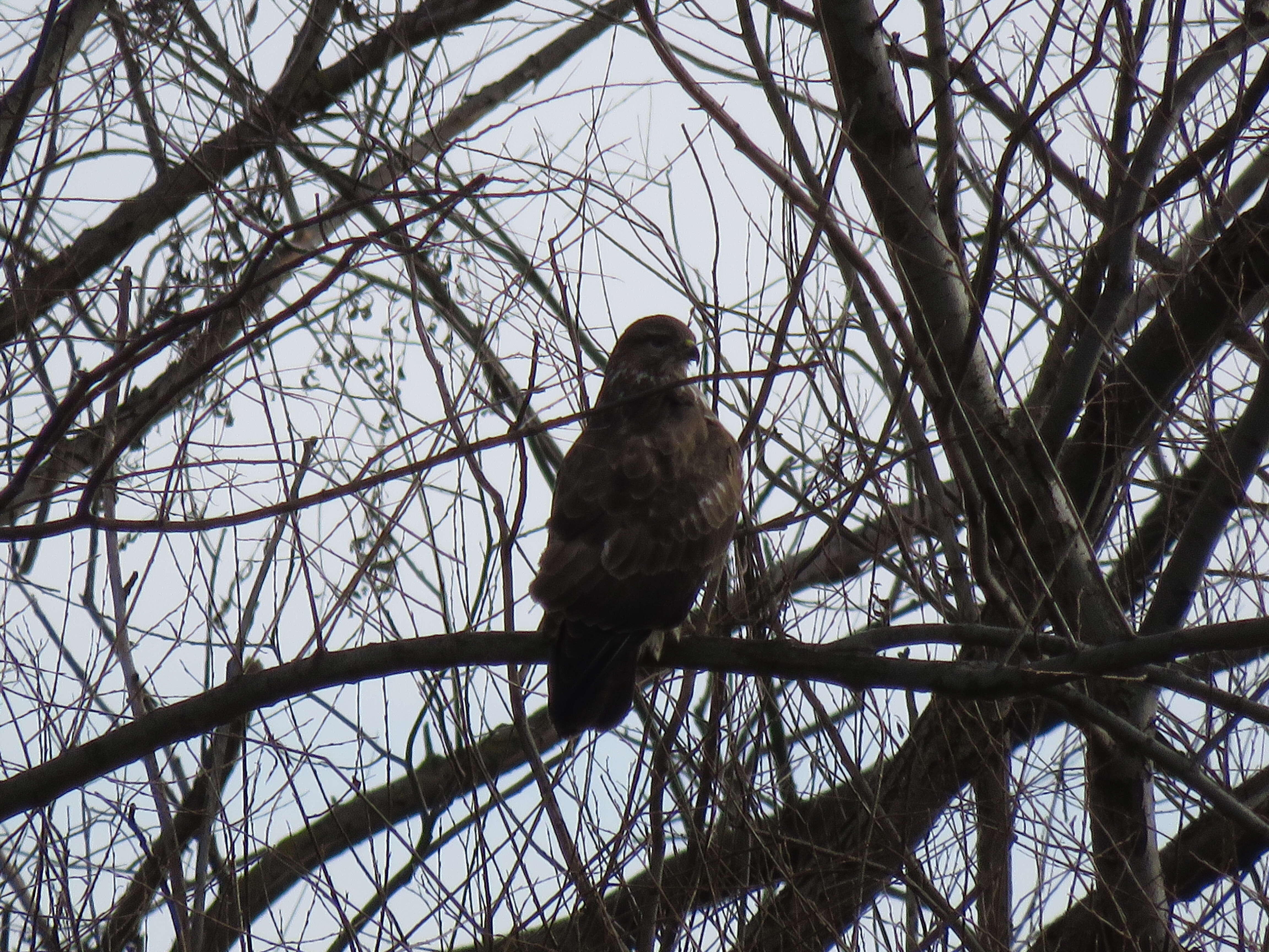 Image of Common Buzzard