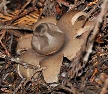 Image of Collared Earthstar